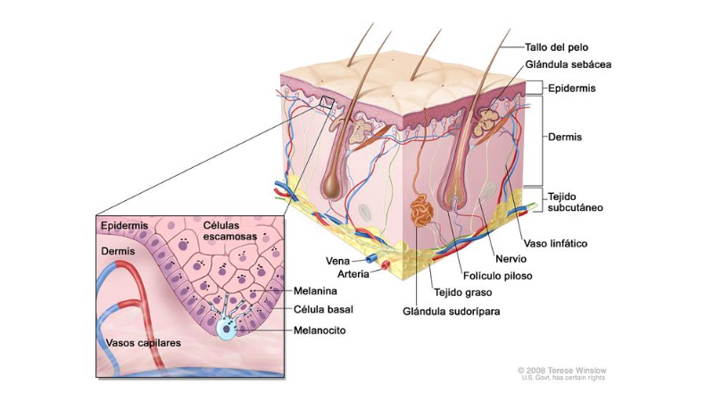 Detalle de la piel, lo que debes saber del melanoma